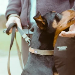 Trekk Dog Collar