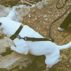 Trekk Dog Leash
