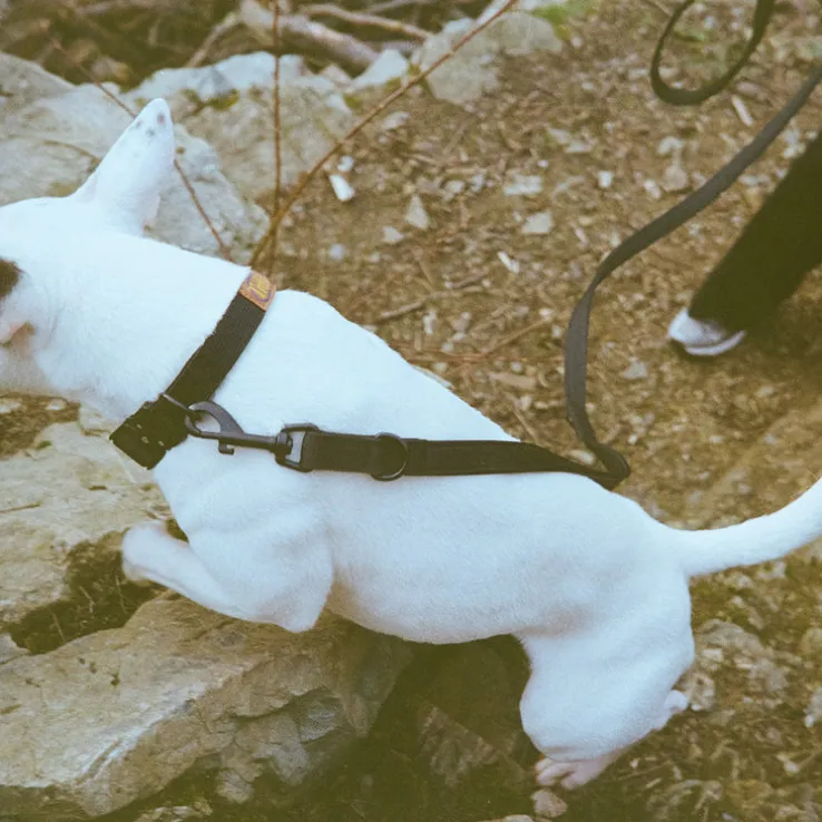 Trekk Dog Leash